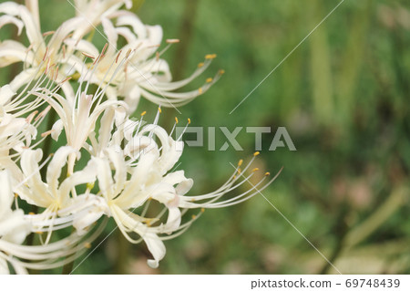 Beautiful cluster amaryllis white Beautiful cluster amaryllis white 69748439