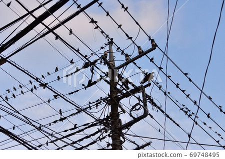 A flock of starlings flocking to electric wires in the city A flock of starlings flocking to electric wires in the city 69748495