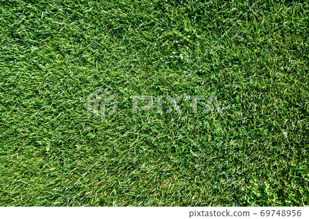 Close up view of green grass or lawn of a play ground, park or field Close up view of green grass or lawn of a play ground, park or field 69748956