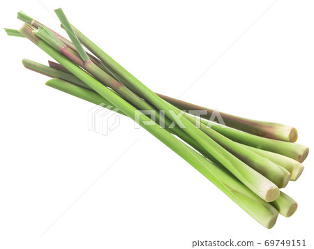 Pile of cut Lemongrass stems (Cymbopogon citratus) isolated Pile of cut Lemongrass stems (Cymbopogon citratus) isolated 69749151