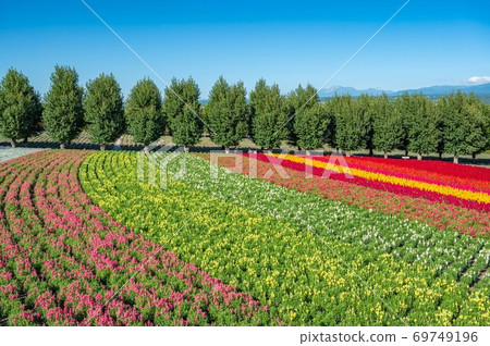 北部土地，鮮花，花田，紅色，花壇，紅色，紅色的花朵，明亮，陽光明媚 69749196