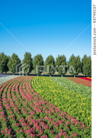 北部土地,開放性,花朵,花田,紅色,花壇,紅色,紅色花朵,明亮,晴朗 北部土地,開放性,花朵,花田,紅色,花壇,紅色,紅色花朵,明亮,晴朗 69749197