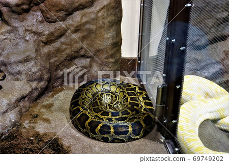 Beautifully patterned "Birman python"-"Hitachi Kamine Zoo" 69749202