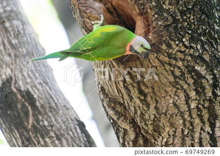 green Parrots in nature green Parrots in nature 69749269