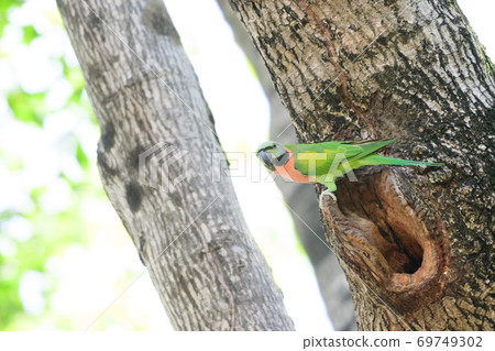 green Parrots in nature 69749302