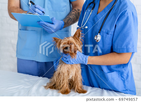 Experienced veterinarian doctors working with little dog in animal hospital, close up Experienced veterinarian doctors working with little dog in animal hospital, close up 69749857