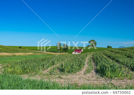 有紅屋頂的山，有紅屋頂的房子，山，房子，北海道，美瑛，晴朗的天氣，晴朗，藍天，沒有云， 69750002