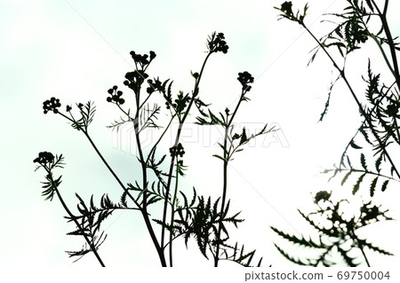 Uneasy sky and flowers Uneasy sky and flowers 69750004