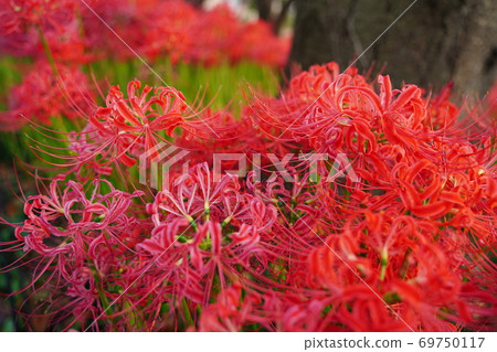 Manju Saka Higanbana Kote Gongendo Tsutsumi Manjushage紅花秋花9月10月Sa玉Higan Manju Saka Higanbana Kote Gongendo Tsutsumi Manjushage紅花秋花9月10月Sa玉Higan 69750117