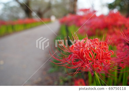 Manju Saka Higanbana Kote Gongendo Tsutsumi Manjushage紅花秋花9月10月Sa玉Higan 69750118