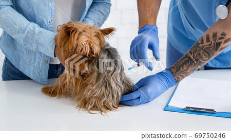 Pet vaccination. Veterinary practitioner making injection to Yorkshire terrier at hospital, closeup 69750246
