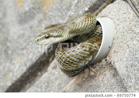 Rat snake entering the pipe 69750774
