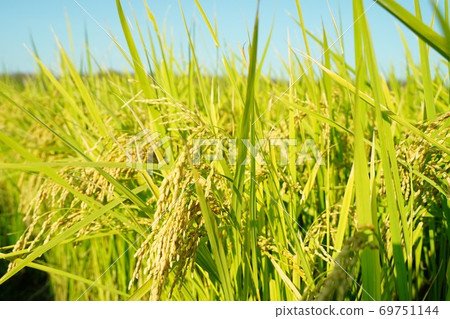 稻穗，水稻收成，水稻收成，秋天，農村稻田，水稻種植，豐收，藍天，秋天的天氣 69751144