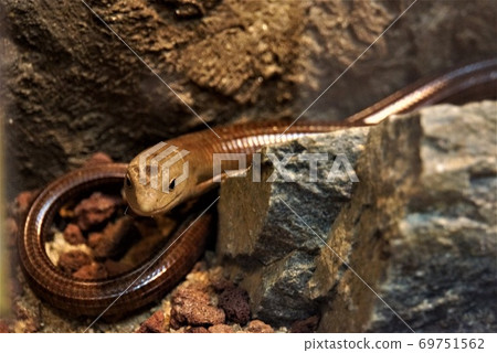 Is the "European lizard" a snake? Lizard? ~ "Hitachi Kamine Zoo" Is the "European lizard" a snake? Lizard? ~ "Hitachi Kamine Zoo" 69751562