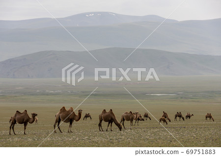 Steppe in Mongolia with Herd of Camels Steppe in Mongolia with Herd of Camels 69751883
