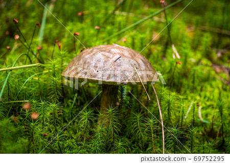 Russia, Saint Petersburg. Edible boletus mushrooms are found in large numbers in early autumn in the forests and the Leningrad region. Russia, Saint Petersburg. Edible boletus mushrooms are found in large numbers in early autumn in the forests and the Leningrad region. 69752295