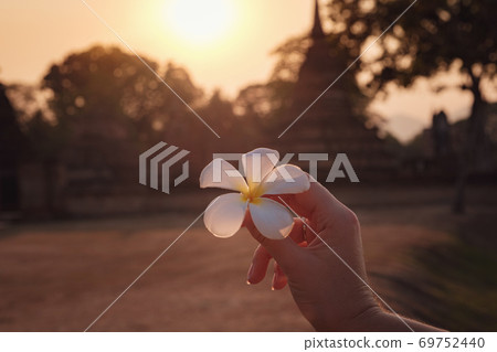 female hands with tropical plumeria flower in Asia female hands with tropical plumeria flower in Asia 69752440