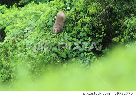 Japanese macaques on trees 69752770