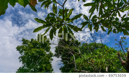 big tree with blue sky in the park big tree with blue sky in the park 69753039