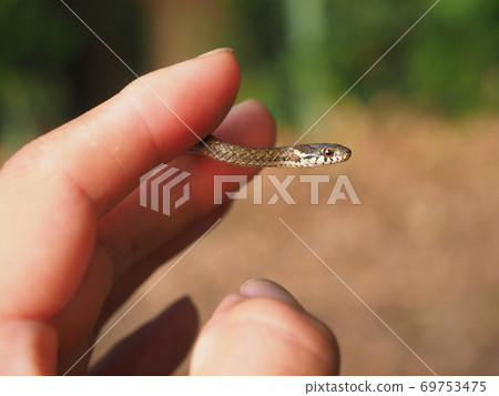 Amphiesma viba to get on Amphiesma viba to get on 69753475