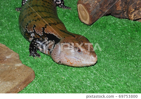 The eastern blue-tongued lizard (Tiliqua scincoides scincoides) The eastern blue-tongued lizard (Tiliqua scincoides scincoides) 69753800