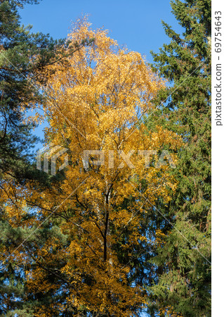Birch tree and foliage in autumn colors Birch tree and foliage in autumn colors 69754643