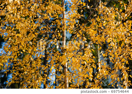 Birch tree and foliage in autumn colors Birch tree and foliage in autumn colors 69754644
