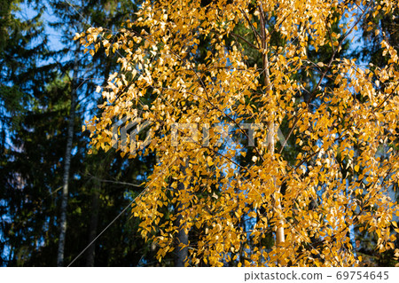 Birch tree and foliage in autumn colors 69754645