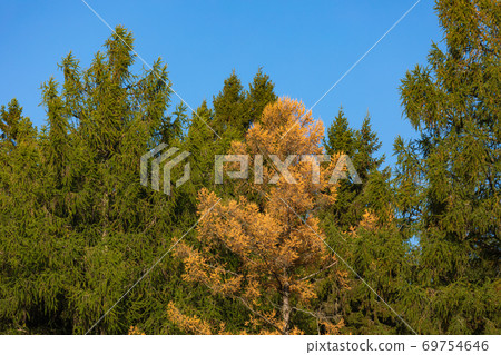 Larch trees in yellow autumn colors 69754646