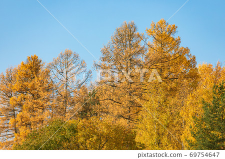 Larch trees in yellow autumn colors Larch trees in yellow autumn colors 69754647