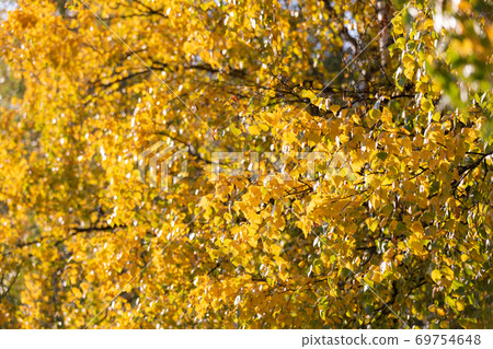 Birch tree and foliage in autumn colors Birch tree and foliage in autumn colors 69754648