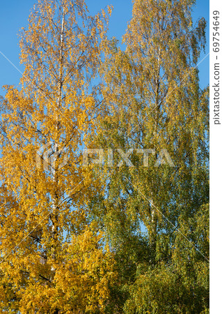 Birch tree and foliage in autumn colors Birch tree and foliage in autumn colors 69754649