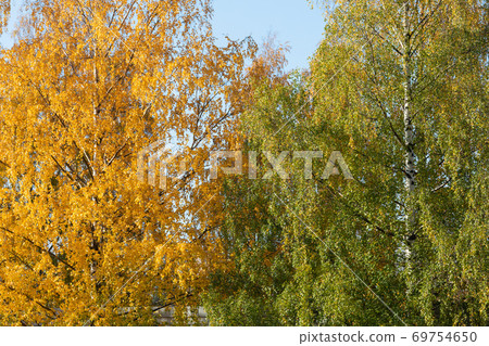 Birch tree and foliage in autumn colors Birch tree and foliage in autumn colors 69754650
