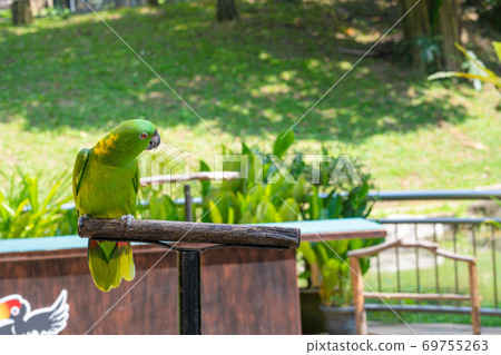 Green parrot on the perch. Birds in a city park Green parrot on the perch. Birds in a city park 69755263