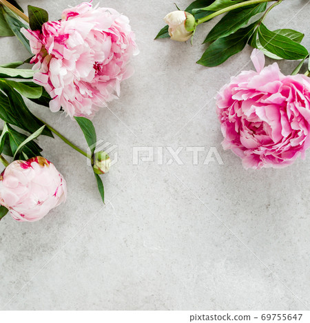 Beautiful pink peony flowers on gray stone table with copy space for your text. Flat style, top view 69755647
