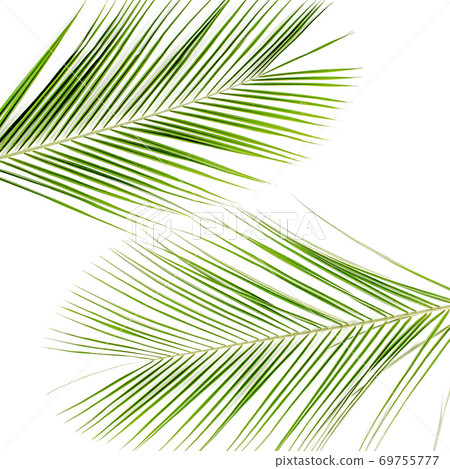 Tropical green palm leaf on white background. flat lay, top view 69755777