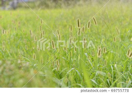 藍色的田野 69755778