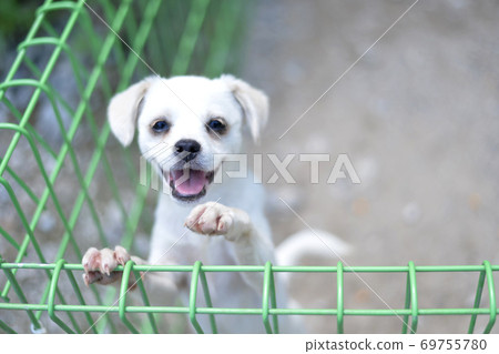 White puppy White puppy 69755780