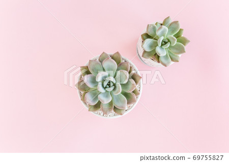 Green house plants potted, succulent plants isolated on pink background. Flat lay, top view. 69755827