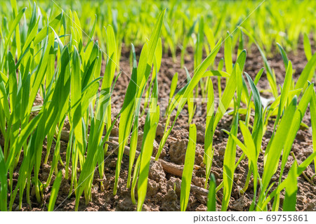 Green grass close up 69755861