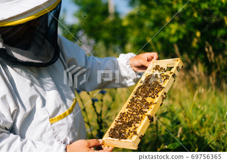 Apiarist inspecting honeycomb full of bees on wooden frame to control situation in bee colony Apiarist inspecting honeycomb full of bees on wooden frame to control situation in bee colony 69756365