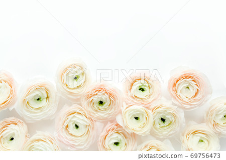 Floral background texture made of pink ranunculus flower buds on white background. Flat lay, top view floral background. Floral background texture made of pink ranunculus flower buds on white background. Flat lay, top view floral background. 69756473