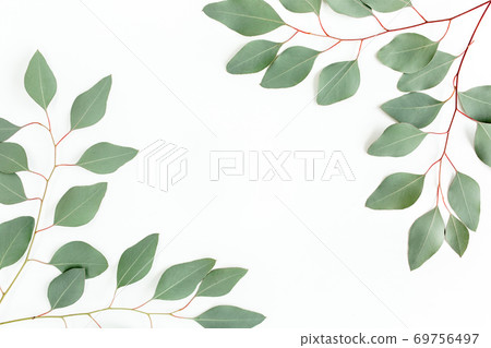 Frame made of green leaves eucalyptus populus isolated on white background with empty space for text. Flat lay, top view Frame made of green leaves eucalyptus populus isolated on white background with empty space for text. Flat lay, top view 69756497