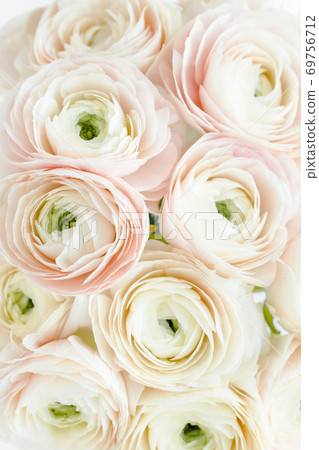 Bouquet, texture of pink ranunculus and roses flower close up. Flat lay, top view. Ranunculus flower texture.  69756712