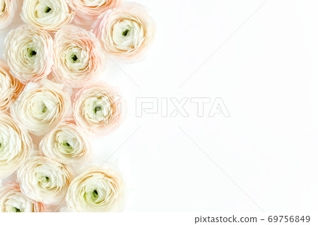 Floral background texture made of pink ranunculus flower buds on white background. Flat lay, top view floral background. 69756849
