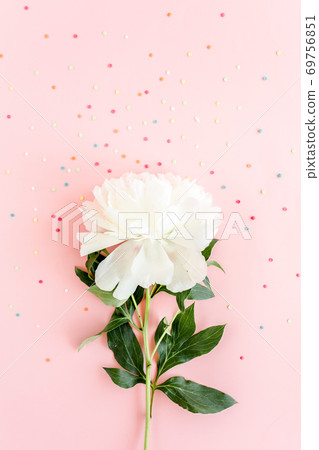 Beautiful, white peony flower on pink background. The texture of a peony. Flat lay, top view. Beautiful, white peony flower on pink background. The texture of a peony. Flat lay, top view. 69756851