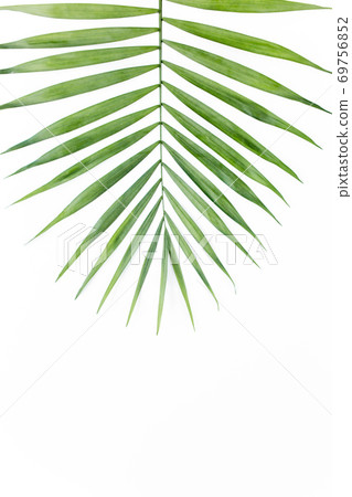 Tropical leaf in on white background. Flat laying, top view Tropical leaf in on white background. Flat laying, top view 69756852