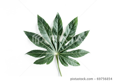 Tropical palm leaves Aralia isolated on white background. Tropical nature concept. Tropical palm leaves Aralia isolated on white background. Tropical nature concept. 69756854