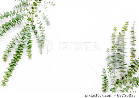 Pattern with green leaves eucalyptus populus isolated on white background. Flat lay, top view 69756855