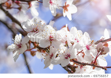 White red flowers of Prunus cerasifera. Blossoming branch with with flowers of cherry plum. Blooming tree. Prunus divaricata. Blooming garden White red flowers of Prunus cerasifera. Blossoming branch with with flowers of cherry plum. Blooming tree. Prunus divaricata. Blooming garden 69756857